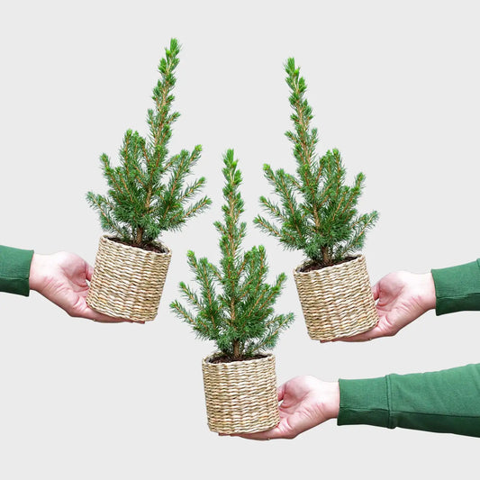 Babypflanzen Trio tierfreundliche Weihnachtsbäume