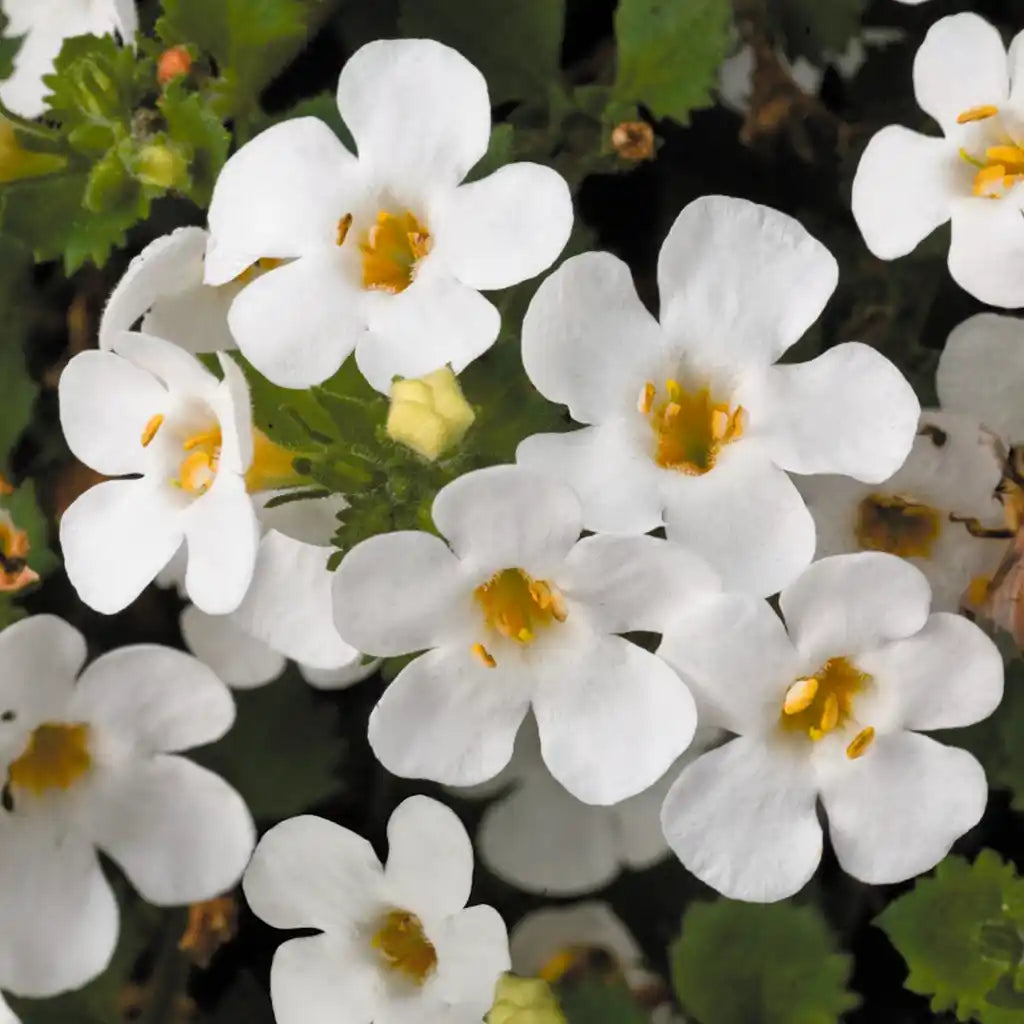 Schneeflockenblume Weiß, hängend