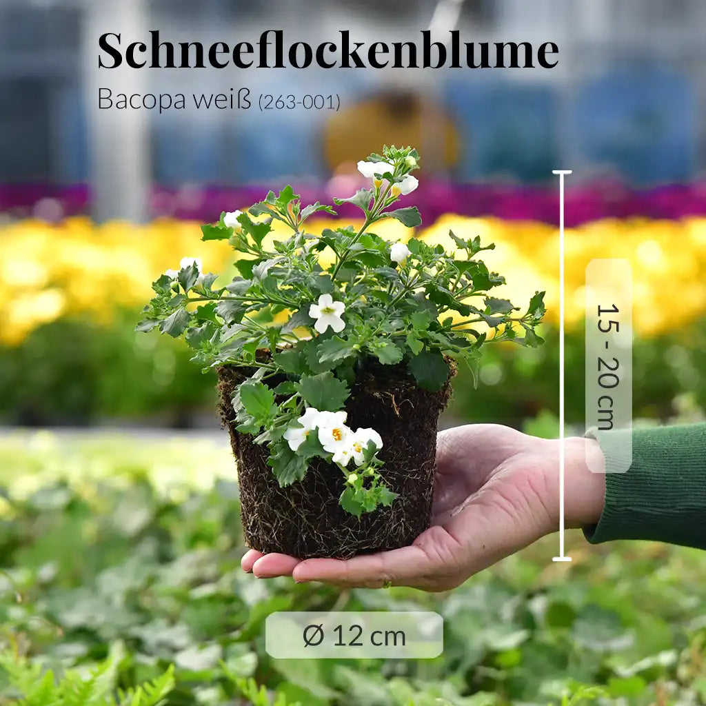 Schneeflockenblume Weiß, hängend