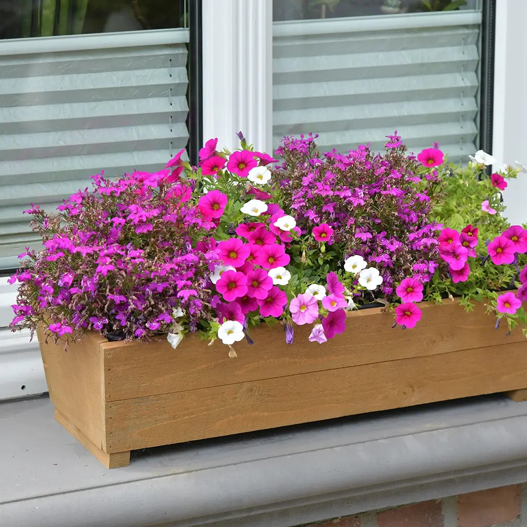 Holzbalkonkasten mit Lobelien und Calibrachoa