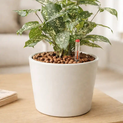 Hydrokultur Pflanze im Keramik Übertopf mit Blähton und Wasserstandsanzeiger im Wohnzimmer