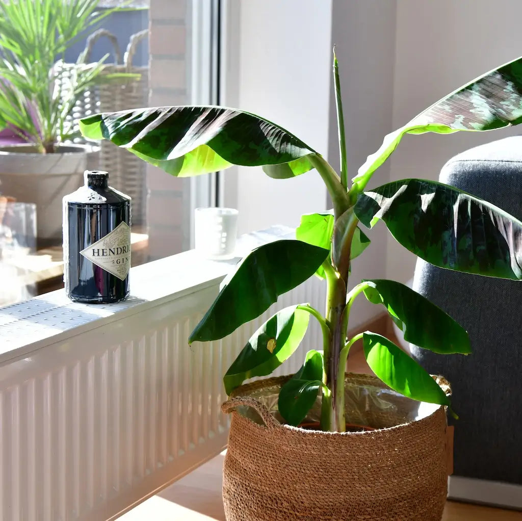 Eine Bananenpflanze im Wohnzimmer mit Sonne