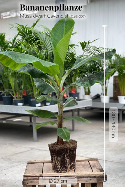 SPECIAL OFFER XXL Bananenpflanze 130-140cm