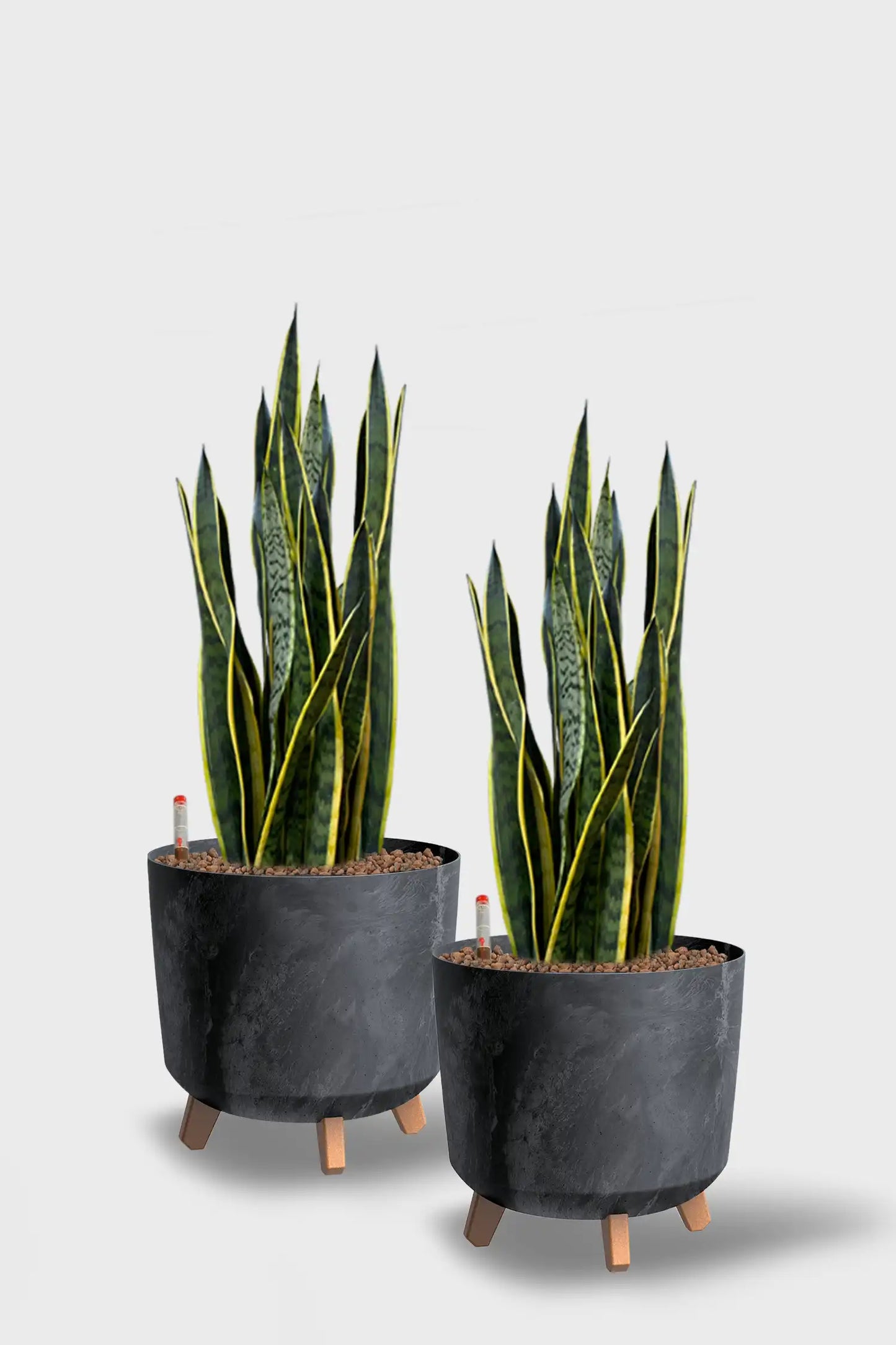 Basic Konferenzpflanzen - 2er Set Instyle