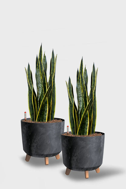 Basic Konferenzpflanzen - 2er Set Instyle