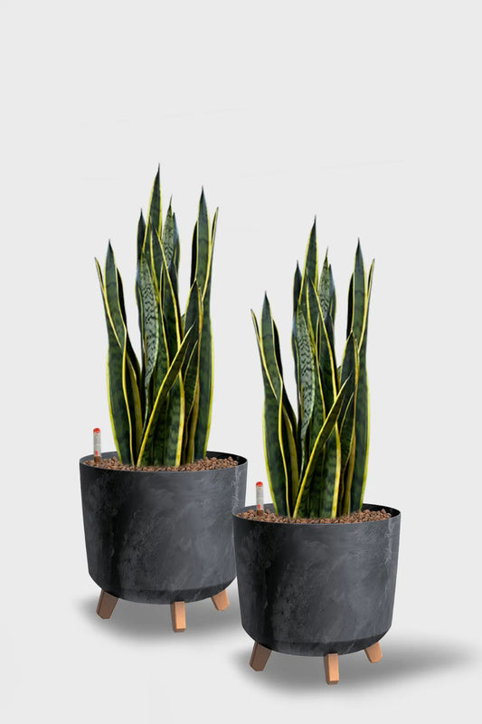 Basic Konferenzpflanzen - 2er Set Instyle