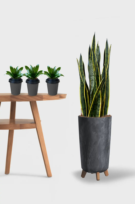 Basic Loungepflanzen - 4er Set Instyle