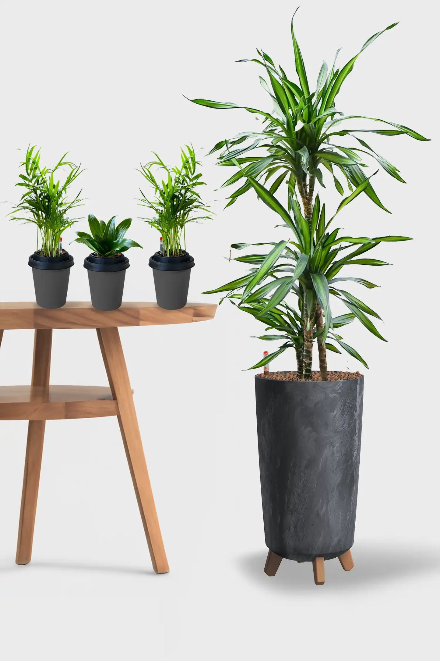 Basic Loungepflanzen - 4er Set Palmen