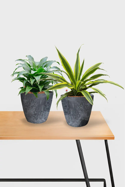 Basic Schreibtischpflanzen - 2er Set Drachenbaum