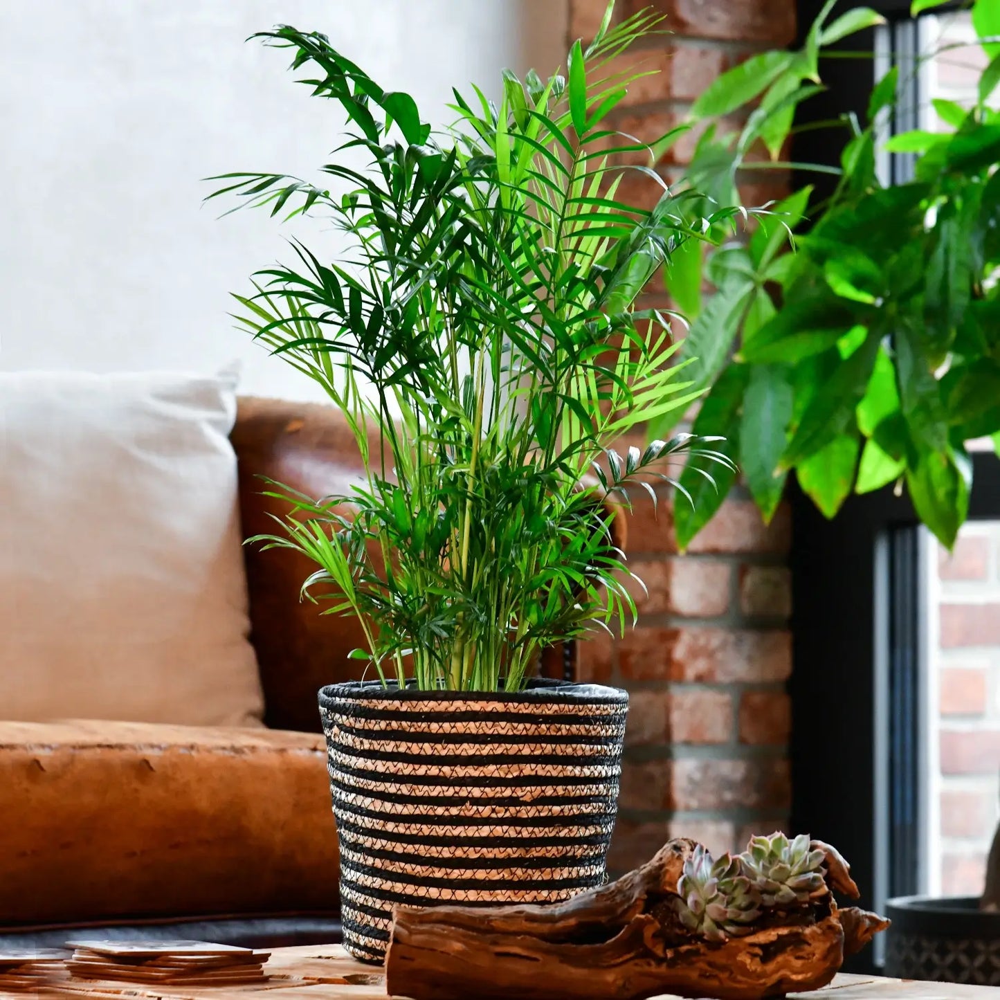 Große, kräftige Bergpalme in schwarz gestreiftem Pot im Wonzimmer