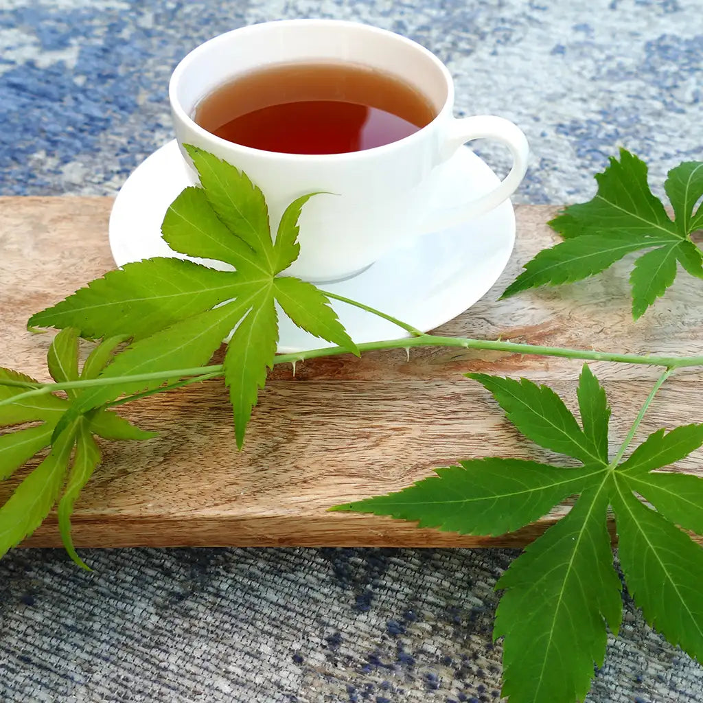 Bio Cannabis Zuckerstrauch