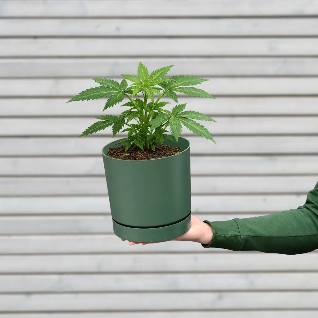 Bio Cannabis Zuckerstrauch