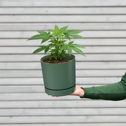 Bio Cannabis Zuckerstrauch