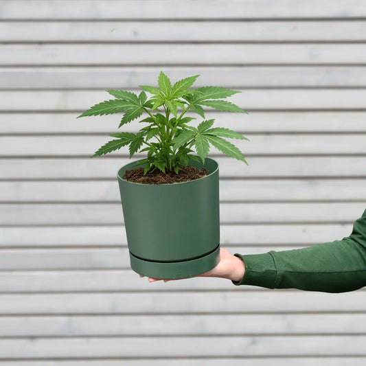 Bio Cannabis Zuckerstrauch