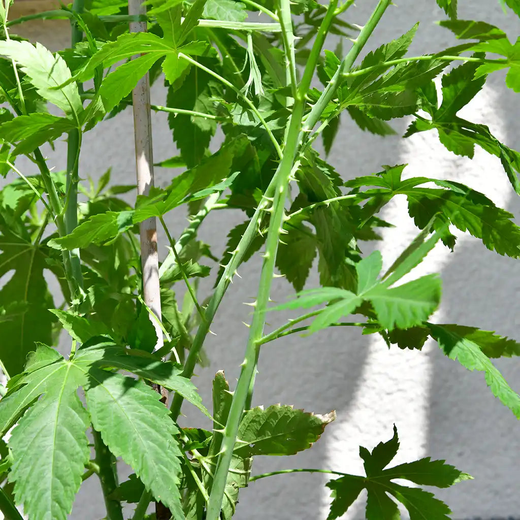 Bio Cannabis Zuckerstrauch