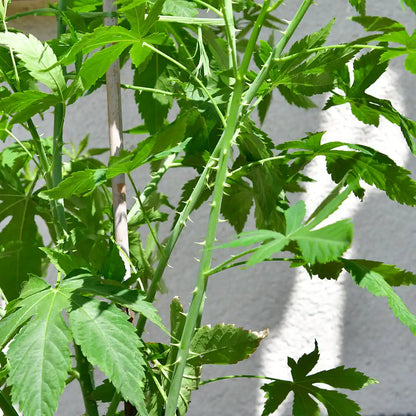 Bio Cannabis Zuckerstrauch