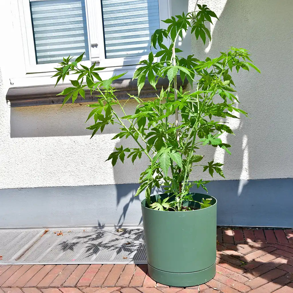 Bio Cannabis Zuckerstrauch