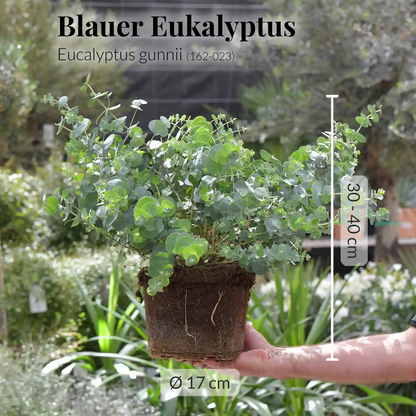 6er Olivenbaum Mix für XL Palette