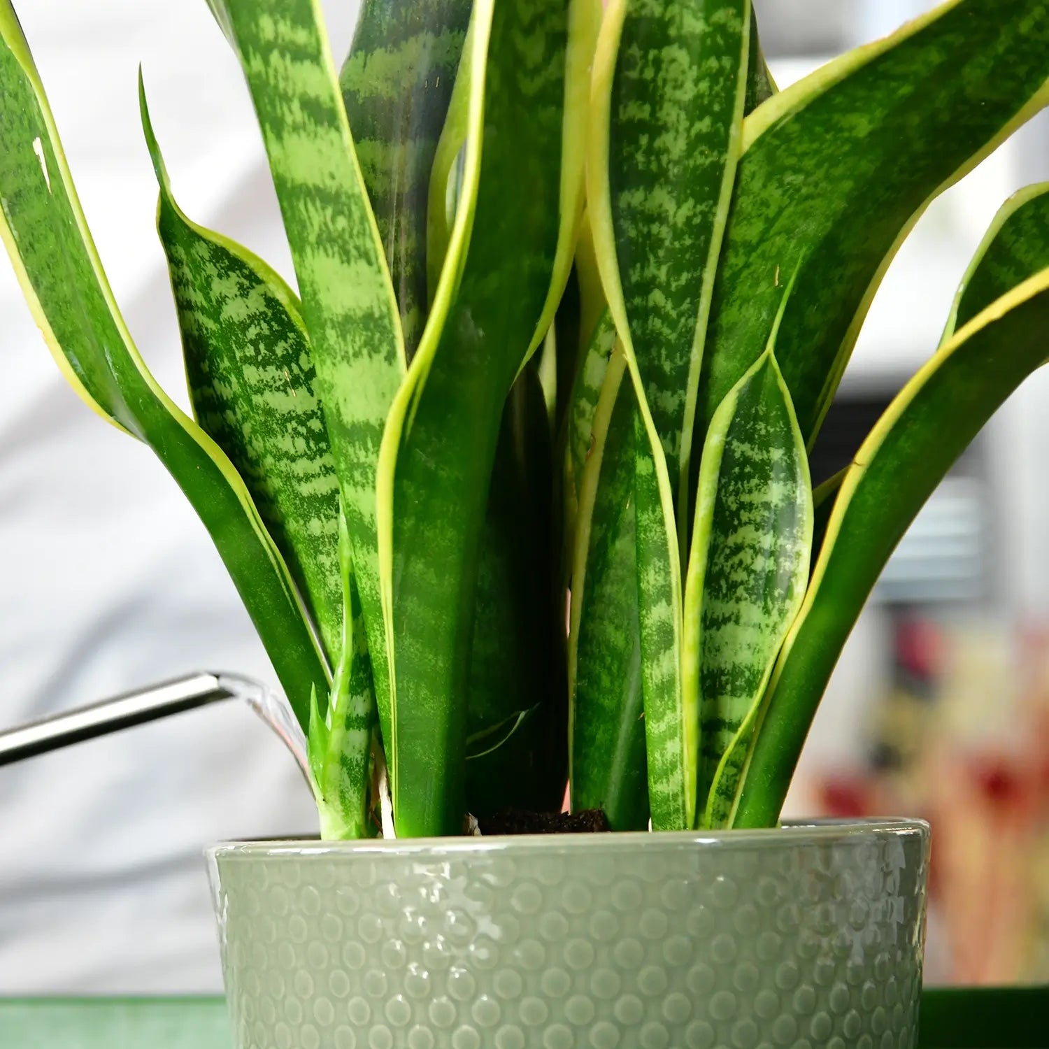 Nahaufnahme Zimmerpflanze Sansevieria wird gegossen