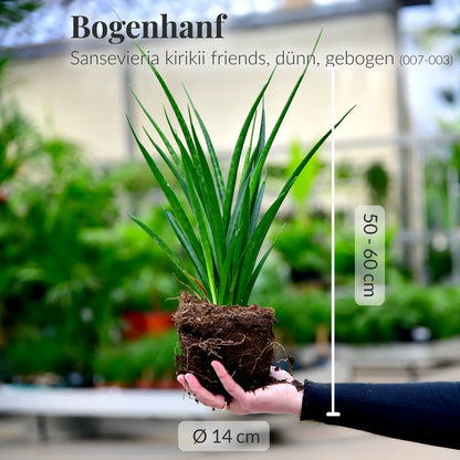 GREEN WEEK 4er Box trendige Einsteigerpflanzen