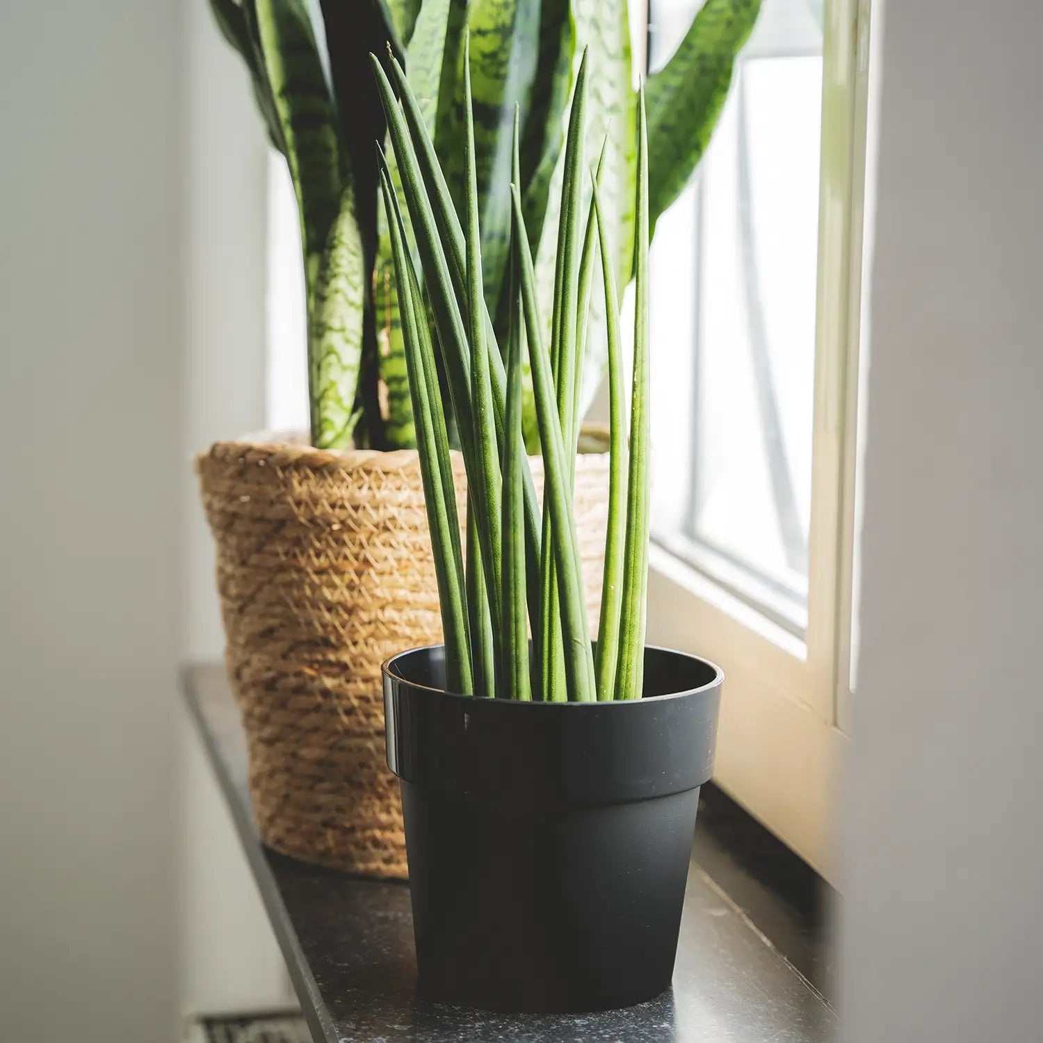 Sansevieria Cylindrica in schwarzen Übertopf auf Fensterbank