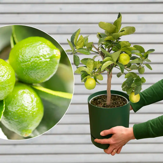 mediterranen Caipi Limettenbaum mit Übertopf für den Balkon kaufen