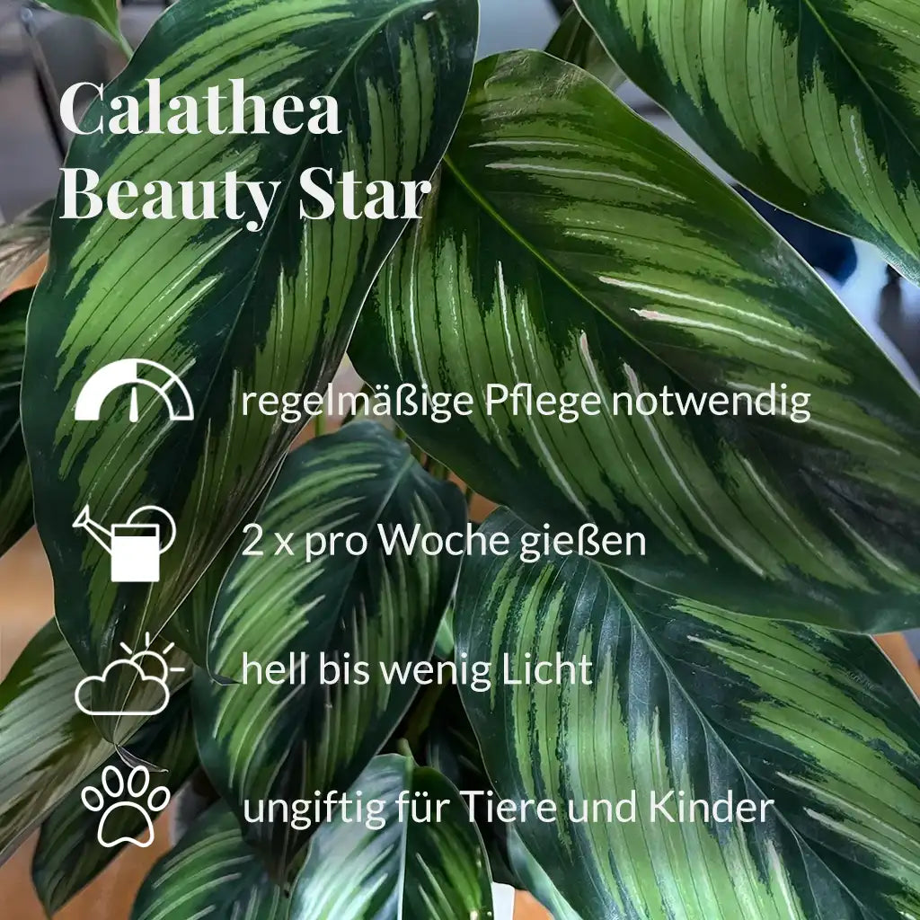 Calathea Beauty Star Pflegehinweise 
