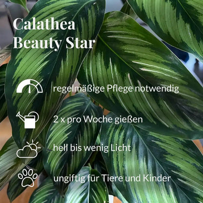 Calathea Beauty Star Pflegehinweise 