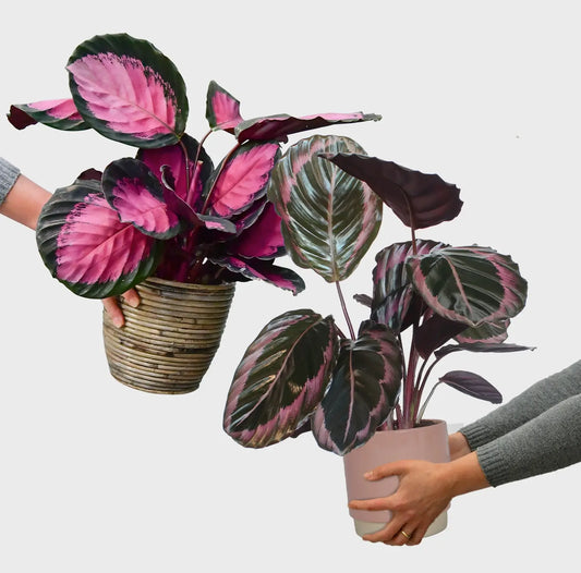 2 schöne besondere Calathea Pflanzen frisch vom Gärtner bestellen, tierfreundlich