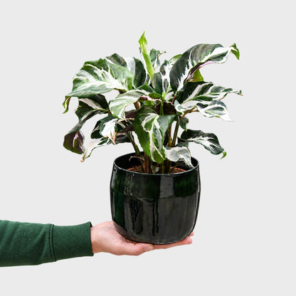 Calathea Fusion White