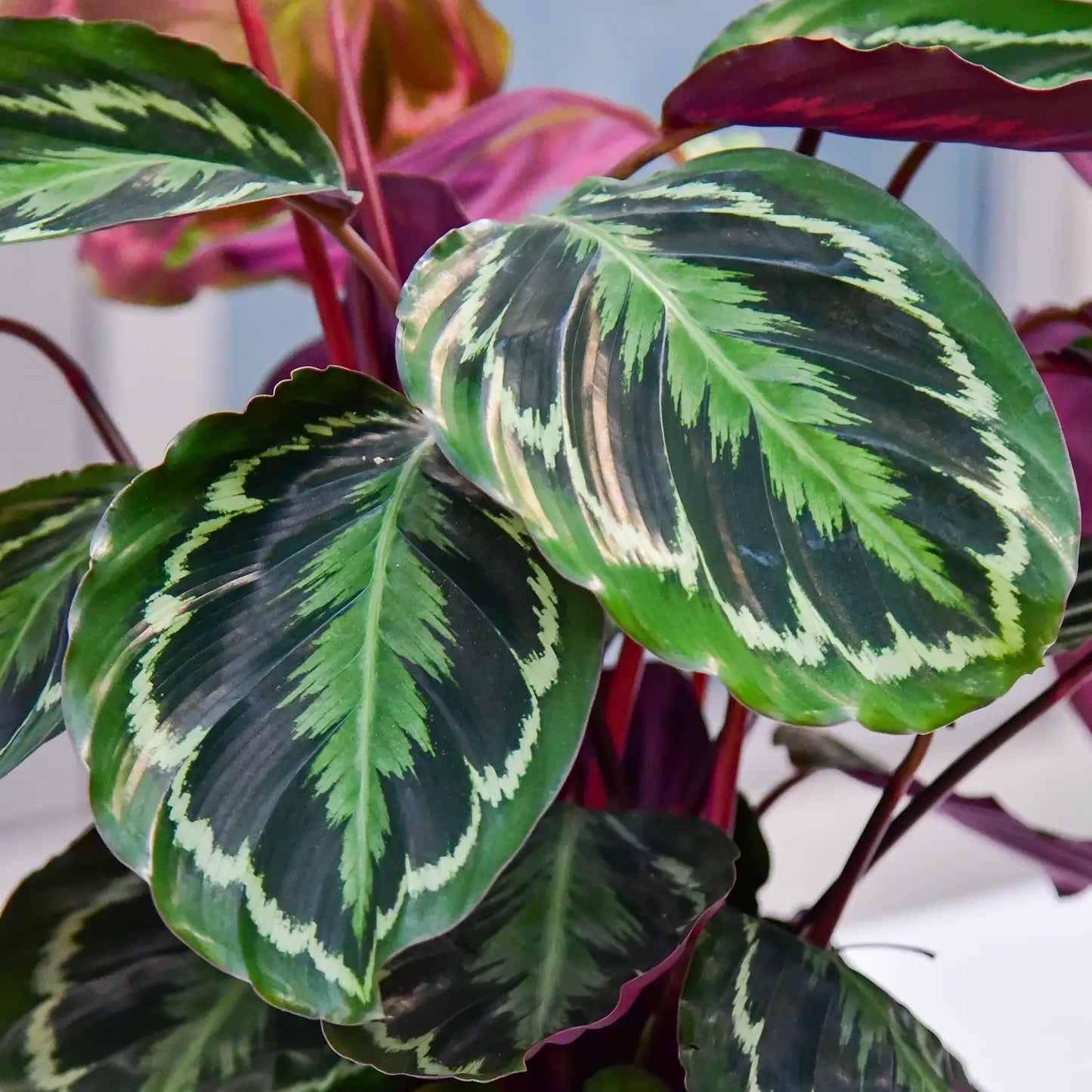 Calathea Medallion