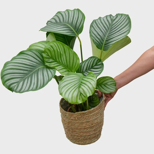 Frische tierfreundliche Calathea direkt beim Gärtner kaufen