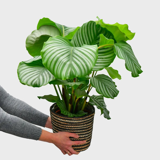 Tierfreundliche Calathea Orbifolia frisch vom Gärtner kaufen