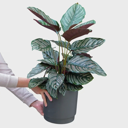 Frische Calathea Ornata Pink direkt vom Gärtner kaufen