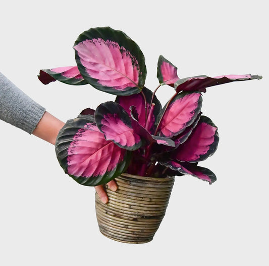 Tierfreundliche Calathea Rose Crimson frisch vom Gärtner bestellen