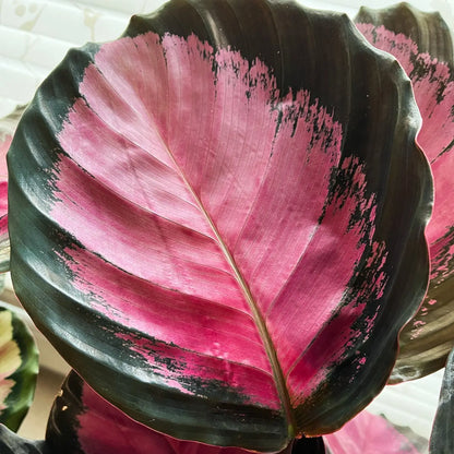 Großes Calathea Blatt mit rosa Färbung, Detailansicht
