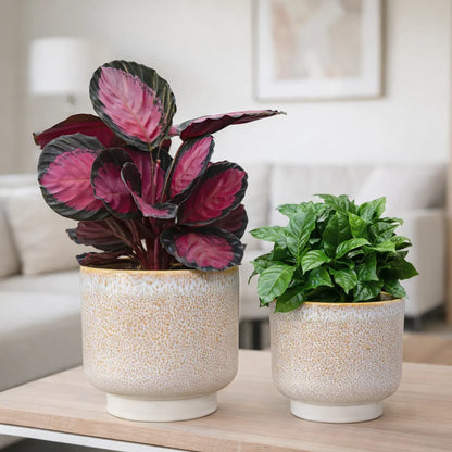 Calathea Rose & Coffee