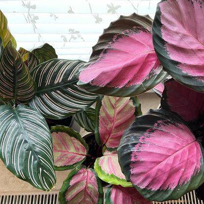 Calathea in Pink