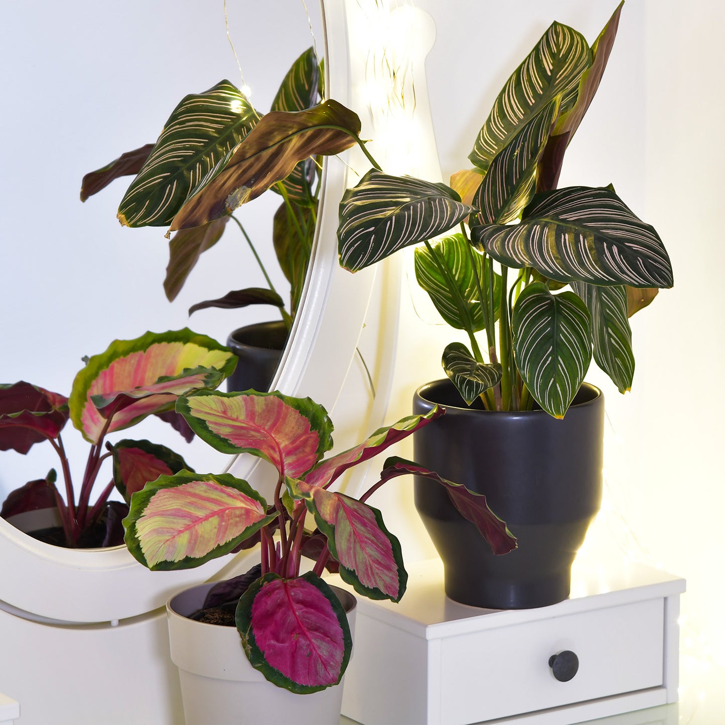 Calathea in Pink