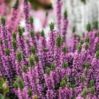 Calluna in Rosa-Lila