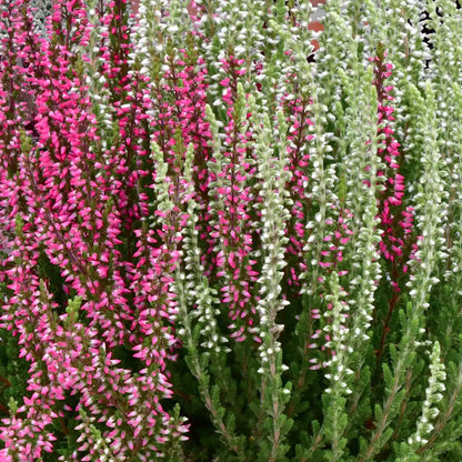 Calluna in Weiß-Rot