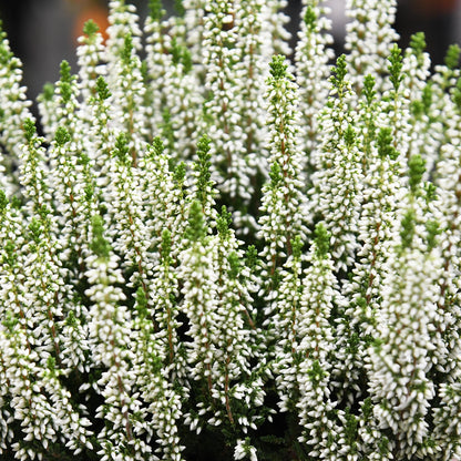 Calluna in Weiß