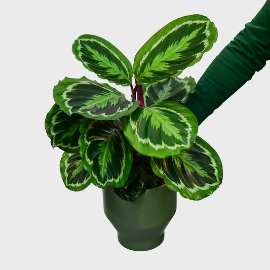 tierfreundliche Calathea Medallion mit wunderschöner blattmaserung frisch vom Gärtner bestellen