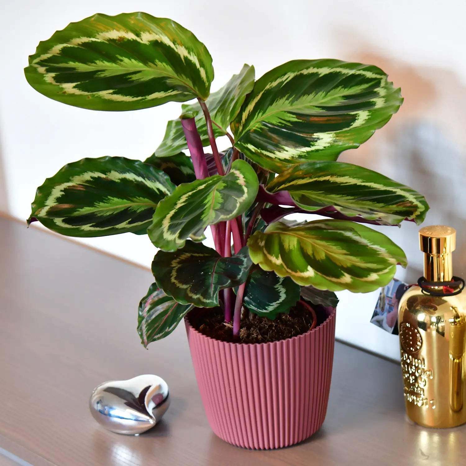 Candy Calathea Medallion mit rosa Übertopf auf kommode