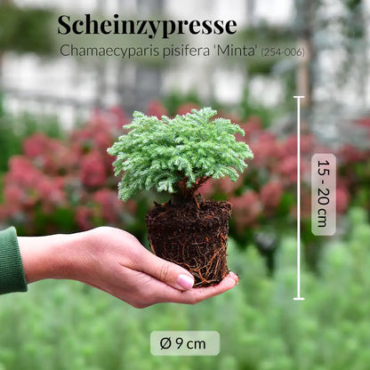 Babypflanzen Trio Weihnachtsbaum Mix