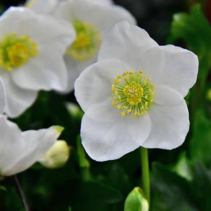 Helleborus in Weiß