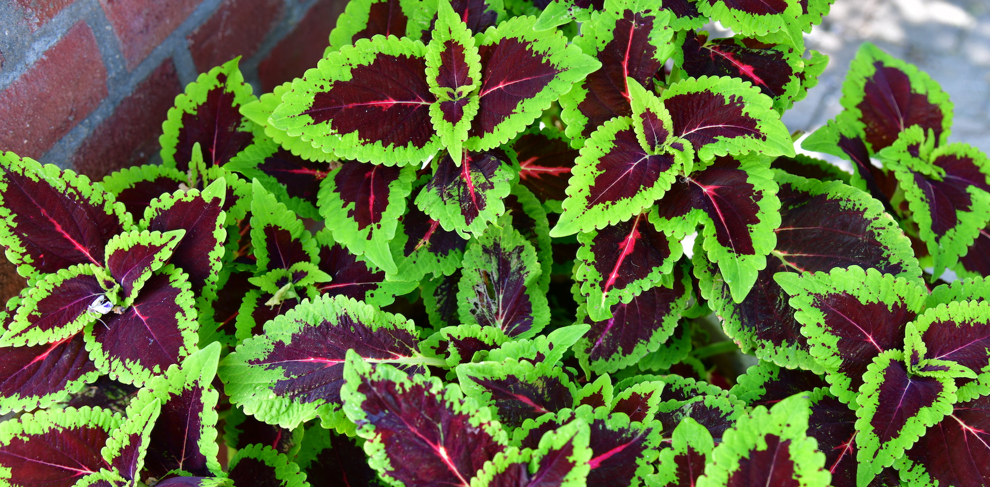Farbenfrohe, grün braune Coleus Blätter