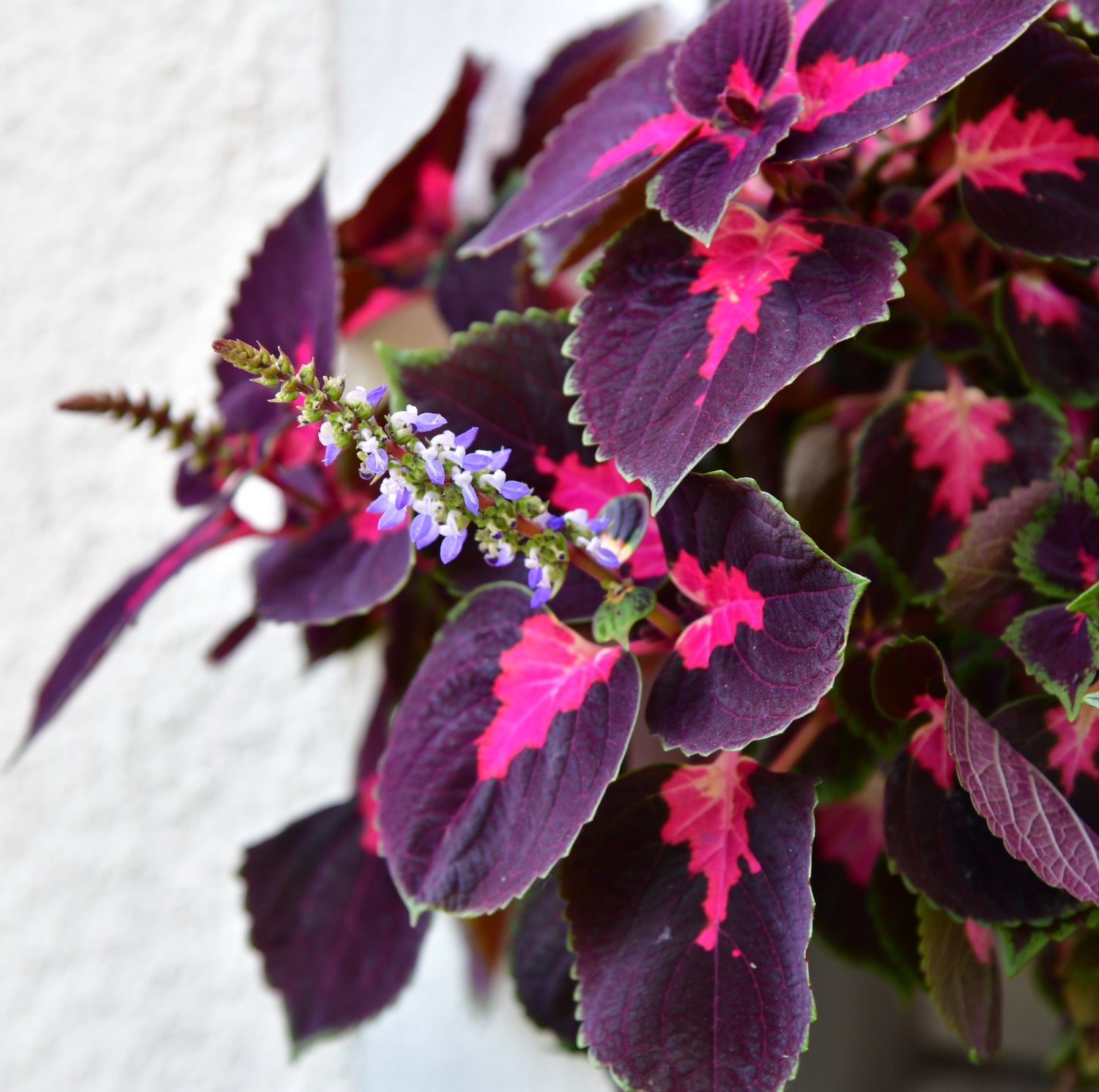 Bienenfreundlicher Coleus mit Blüte