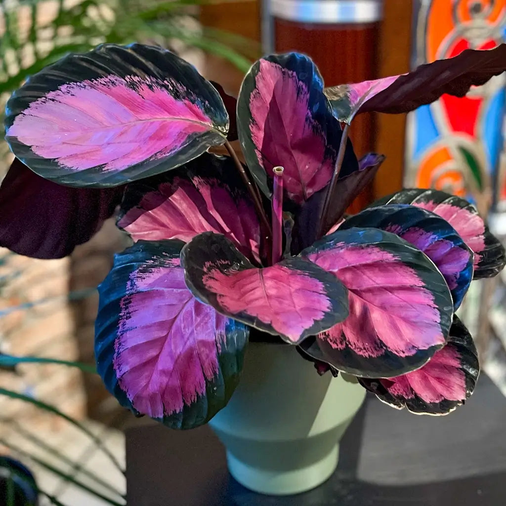 Rosa Calathea in grünem Übertopf im Wohnzimmer