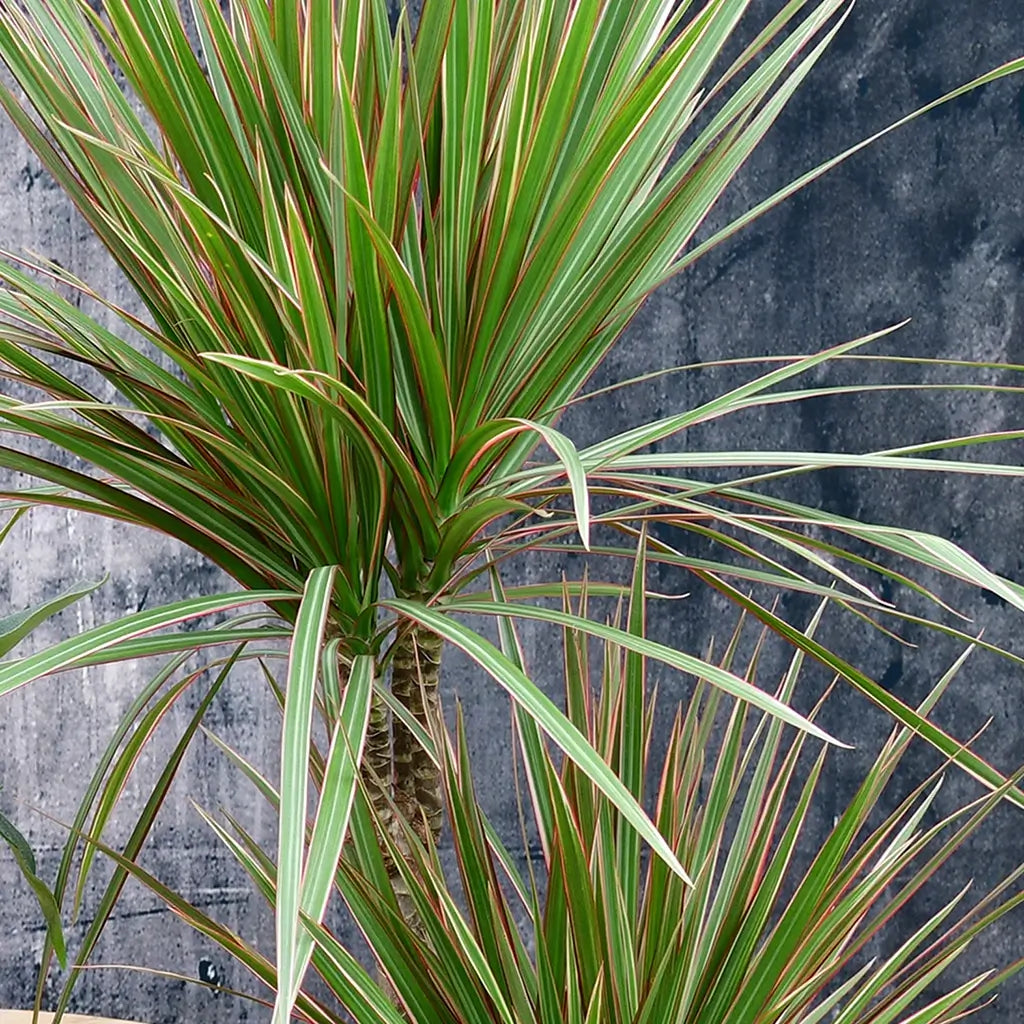 Dracaena Drachenbaum Blätter im Detail